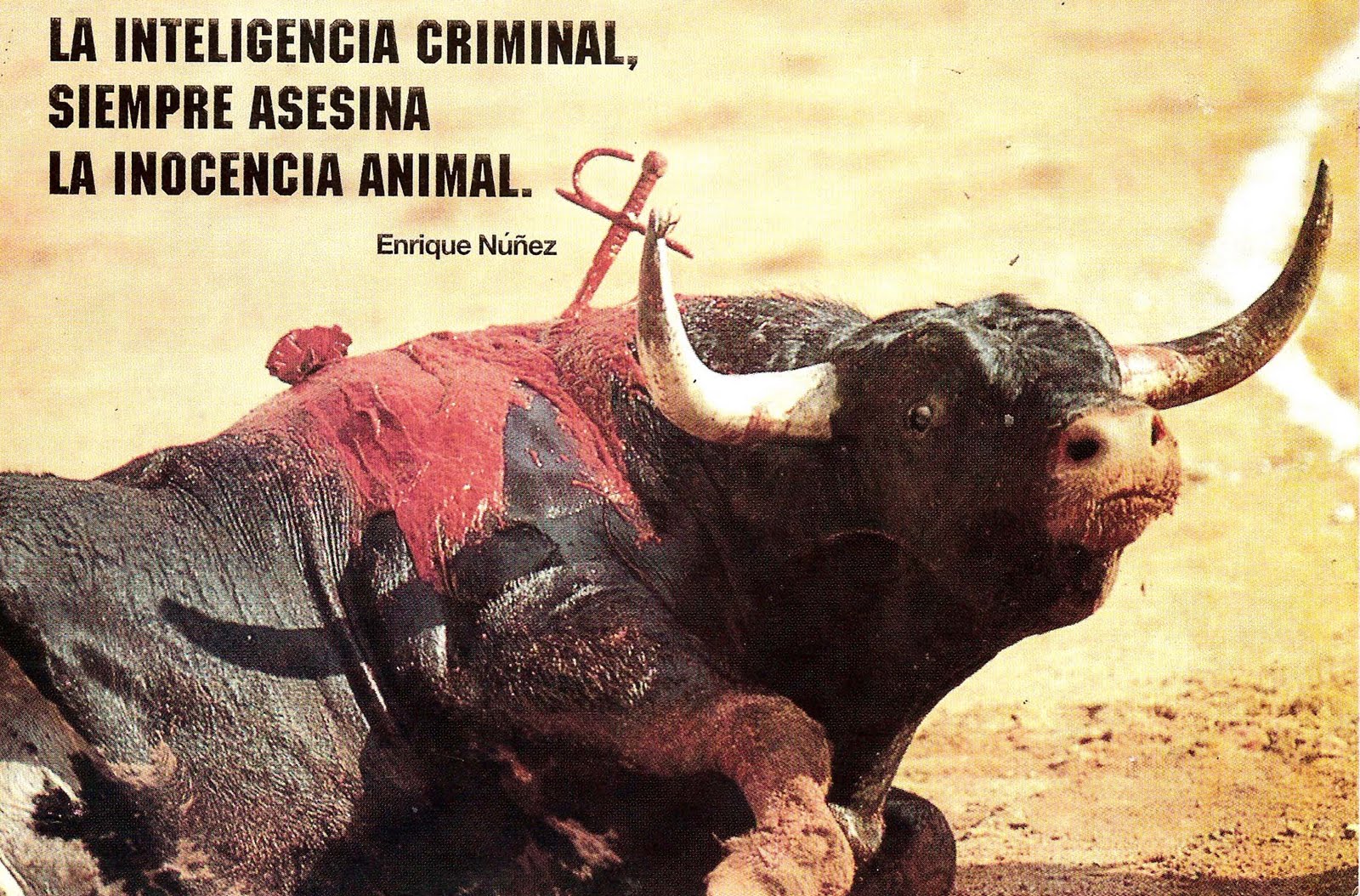 ¿Que les hacen a los toros antes de salir al encierro